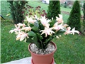 Schlumbergera