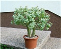 Crassula arborescens  