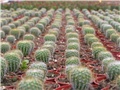 Kaktusi Bešlić