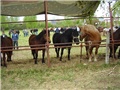 Konji