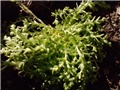 miska sedum