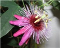 Isusova kruna lat.Passiflora