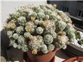 Mammillaria gracilis