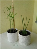 palmice