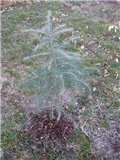 Cedar