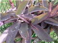 tradescantije