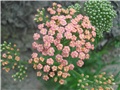 Achillea