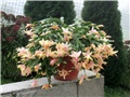 Schlumbergera truncata