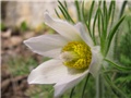 Pulsatilla vulgaris 'Alba'