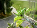 Pachypodium saundersii