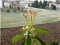 Monadenium magnificum