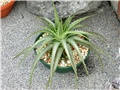 dyckia