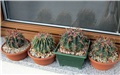 ferocactus latispinus
