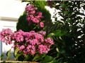 lagoerstremia