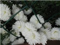 bijeli aster