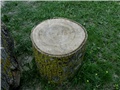  panj jasena