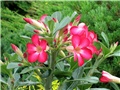 Adenium obesum