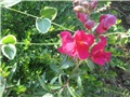 Zijevalica