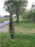 čempresi