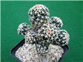 navajoa peeblesiana  