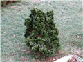Chamaecyparis obtusa Nana Gracilis 