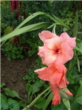 Gladiola
