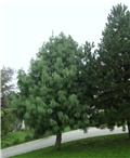 Pinus wallichiana  Pinus nigra