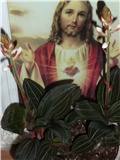 ludisia