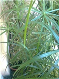 cyperus