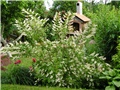 Deutzia scabra 