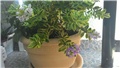 moj balkon