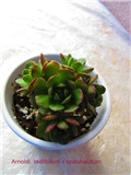 aeonium 11