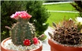 gymnocalycium baldianum - gymnocalycium schickendantzii