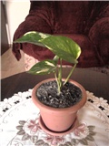 scindapsus
