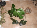 monstera