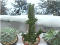 Crassula Buddha's temple