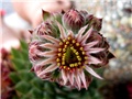 Sempervivum - cvijet