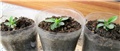 Pachypodium brevicaule 