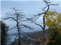 stari bor
