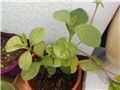 clerodendrum ugandense