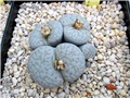 lithops - Ž. Baljkas