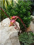 esheveria
