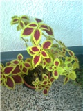 coleus