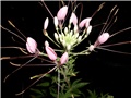 cleoma2