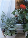 senecio