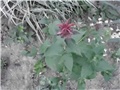 monarda2