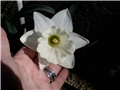 narcis bijeli