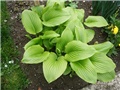 hosta 