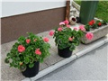 pelargonium zonale