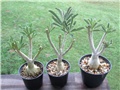 Adenium swazicum 